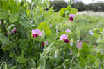 Load image into Gallery viewer, Snow Pea (Tall) - Russian Sugar Pea

