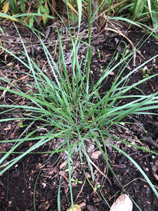 Stipa - Porcupine Grass