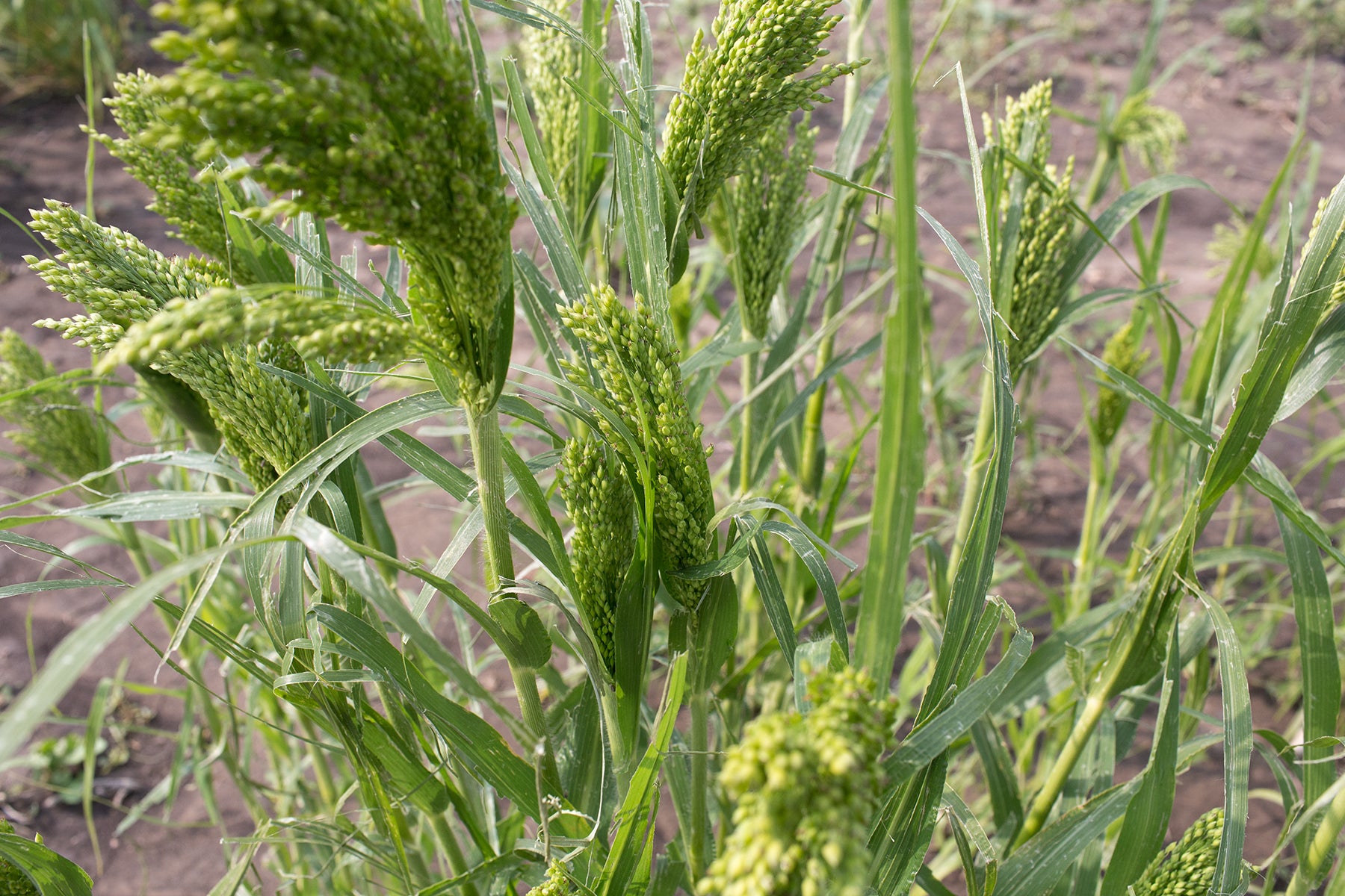 White Millet Plant Dragon's Claw Millet (Eleusine Coracana)