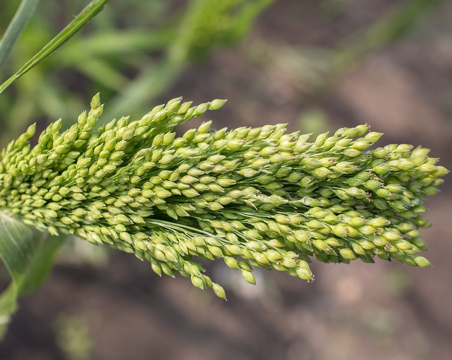 Proso Proso Millet - Blonde – Prairie Garden Seeds