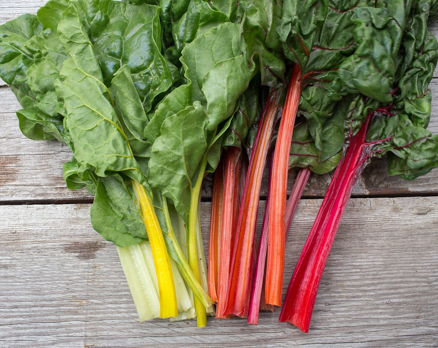 Chard Color Swiss Chard - Rainbow 5 Colour – Prairie Garden Seeds