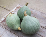 Load image into Gallery viewer, Squash (Winter) - Blue Ballet
