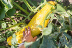 Load image into Gallery viewer, Squash (Winter) - Gete-Okosomin
