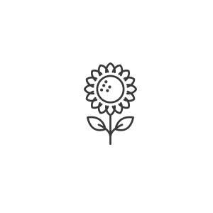 Helianthus (Sunflower) - Teddy Bear