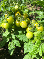 Load image into Gallery viewer, Little Yellow Pot Tomato
