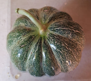 Melon - Petit Gris de Rennes