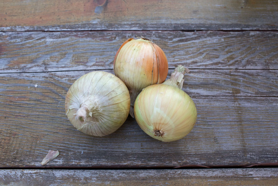 Onion - Yellow Globe Danvers