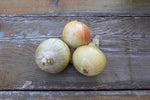 Load image into Gallery viewer, Onion - Yellow Globe Danvers
